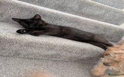 Domestic Shorthair cats for sale: Olaf and stitch need a new home  - Image 4