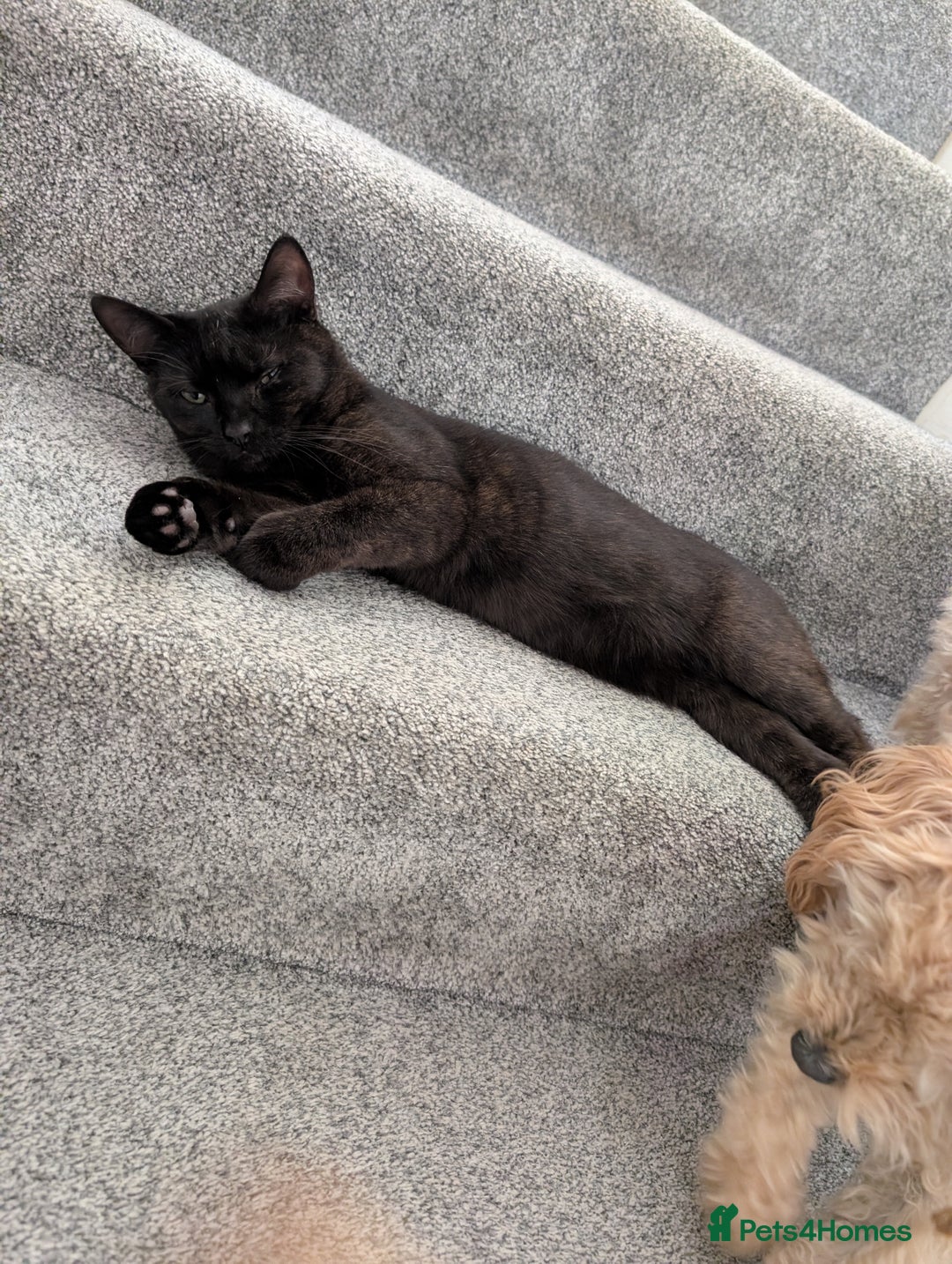 Domestic Shorthair cats for sale: Olaf and stitch need a new home  - Image 4