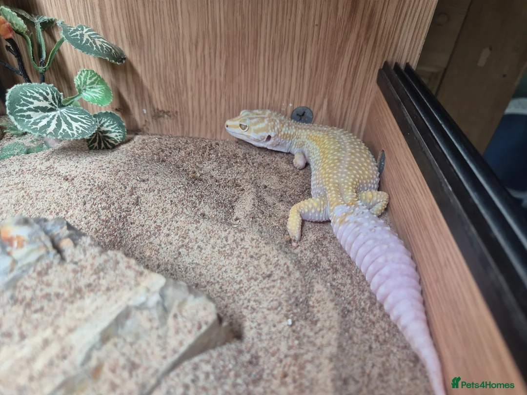 Leopard Gecko reptiles for sale: Male leopard gecko - Advert 1