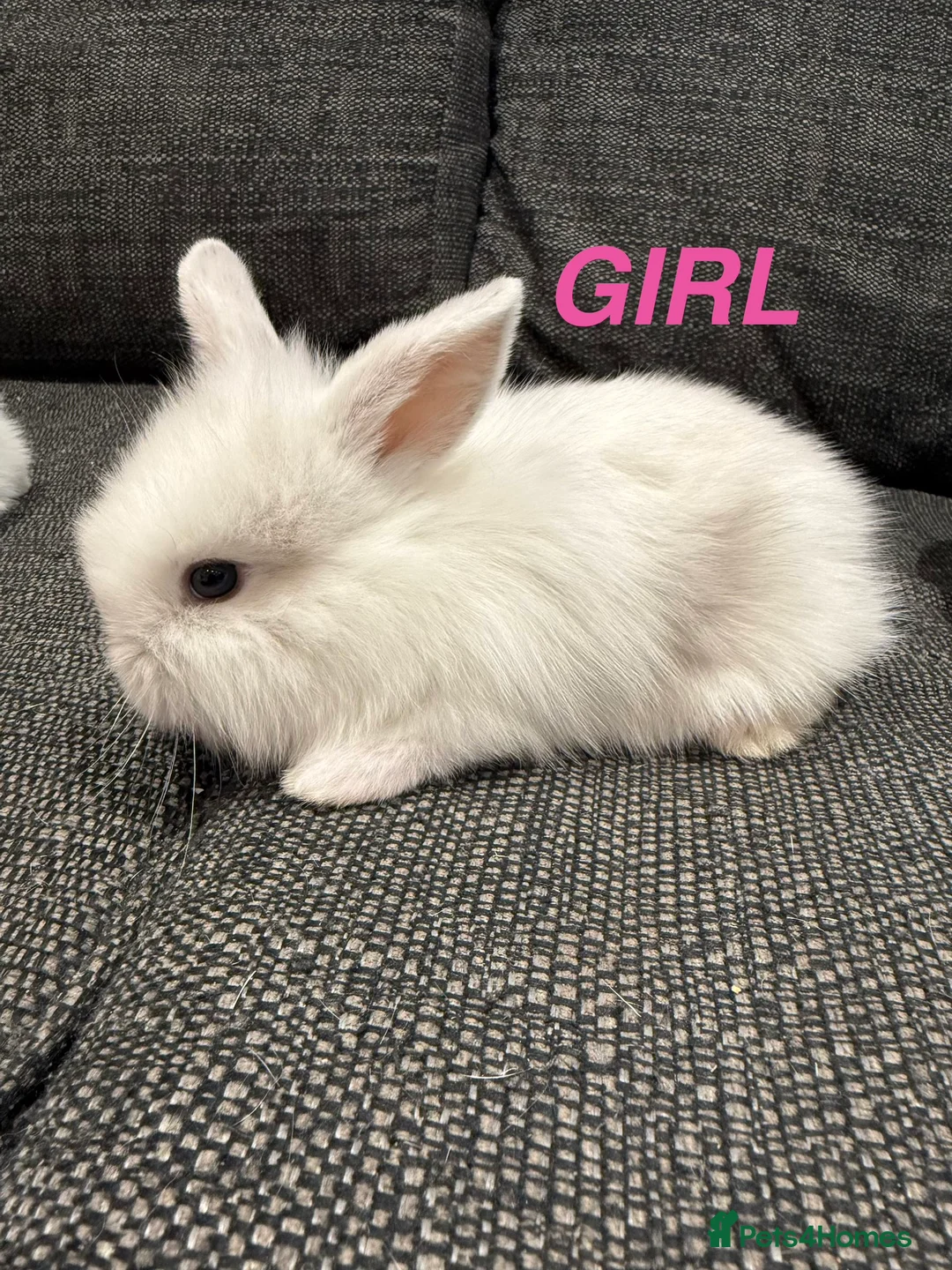 Mini Lop rabbits for sale: Adorable Mini Lops  - Advert 4
