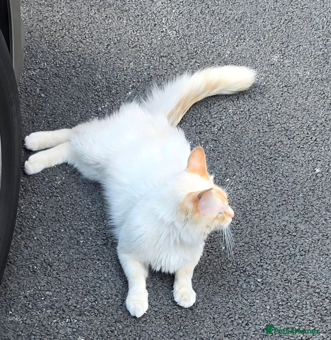 Mixed Breed cats for sale: Red point Ragdoll X Blue British Shorthair - Image 21