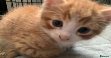 Mixed Breed cats - Advert 15