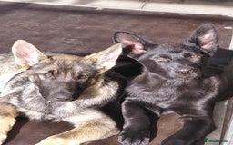 German Shepherd dogs for sale: DDR CZECH GERMAN 🇨🇿 straight back working GSD - Image 23