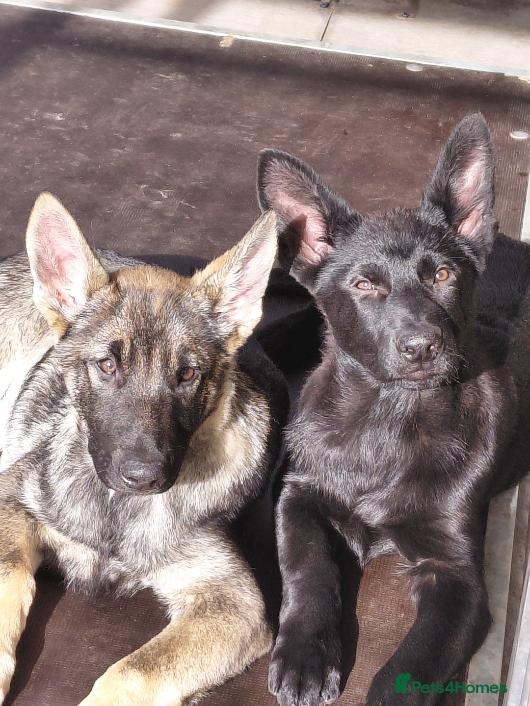 German Shepherd dogs for sale: DDR CZECH GERMAN 🇨🇿 straight back working GSD - Image 23