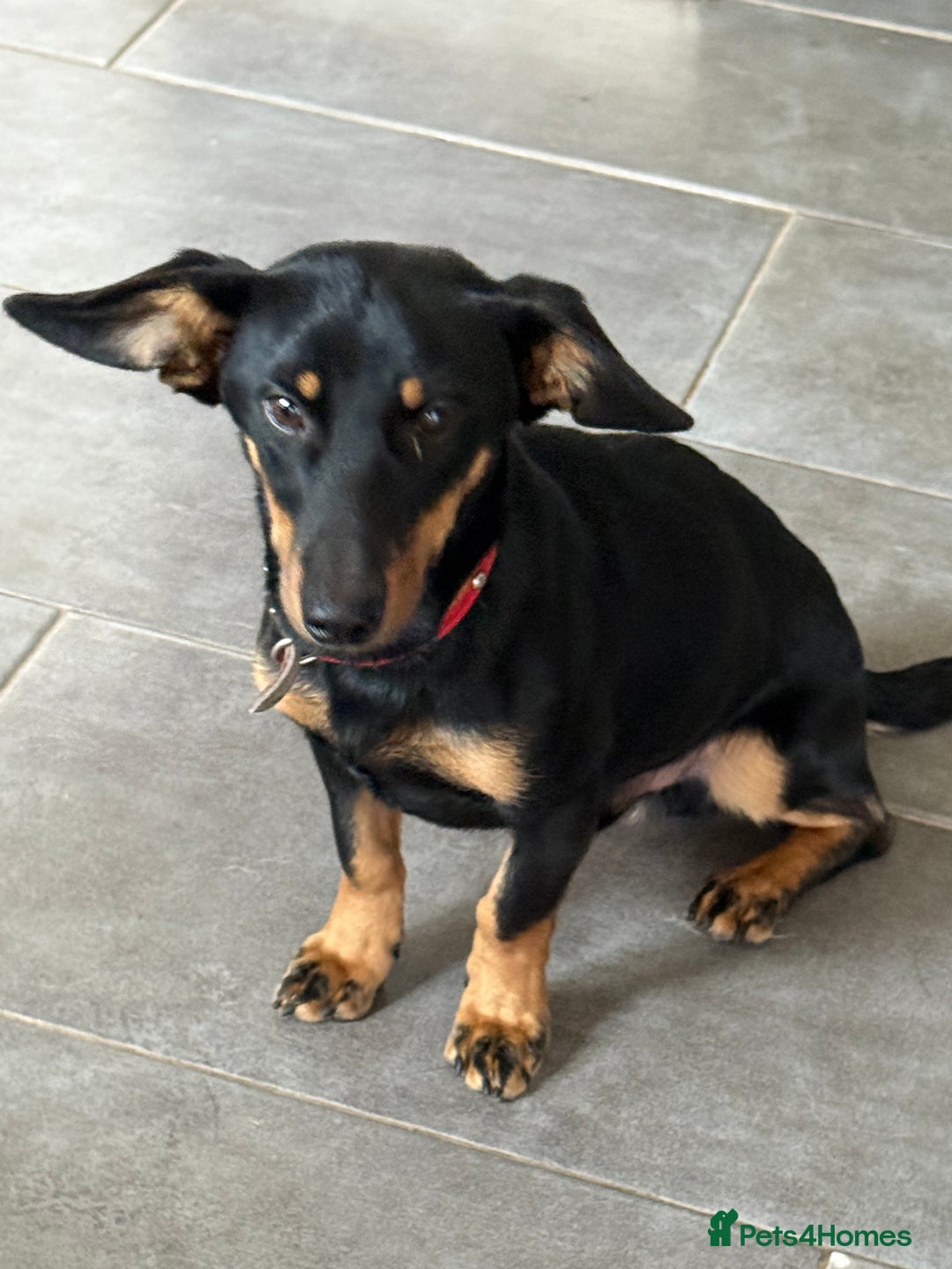 Dachshund dogs for adoption: Rocky needs Love  - Advert 17