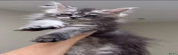 Maine Coon cats for sale: 💗RARELY AVAILABLE💗Imported Champion Bloodlines⭐️ - Advert 1