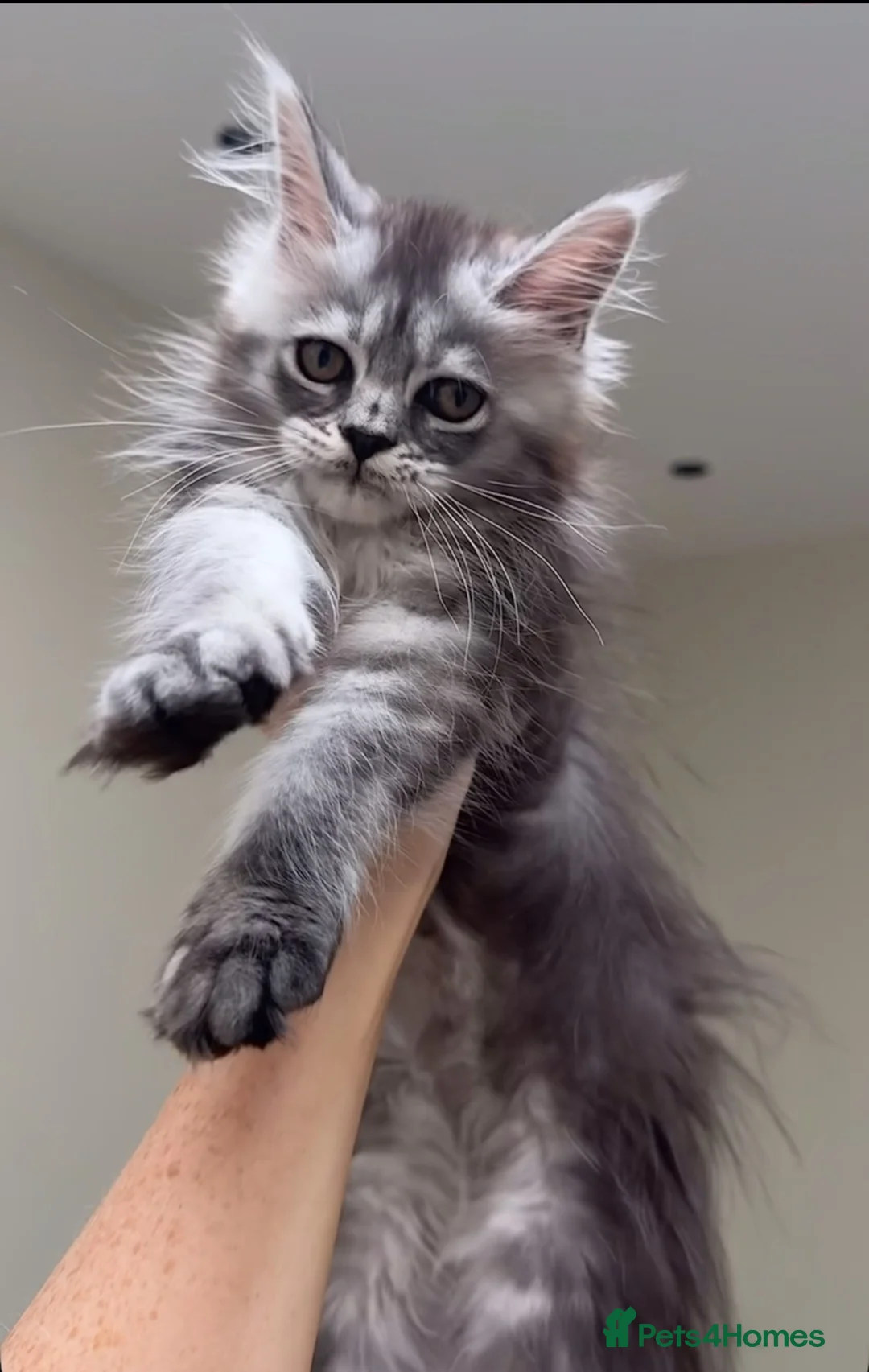 Maine Coon cats for sale: 💗RARELY AVAILABLE💗Imported Champion Bloodlines⭐️ - Advert 1