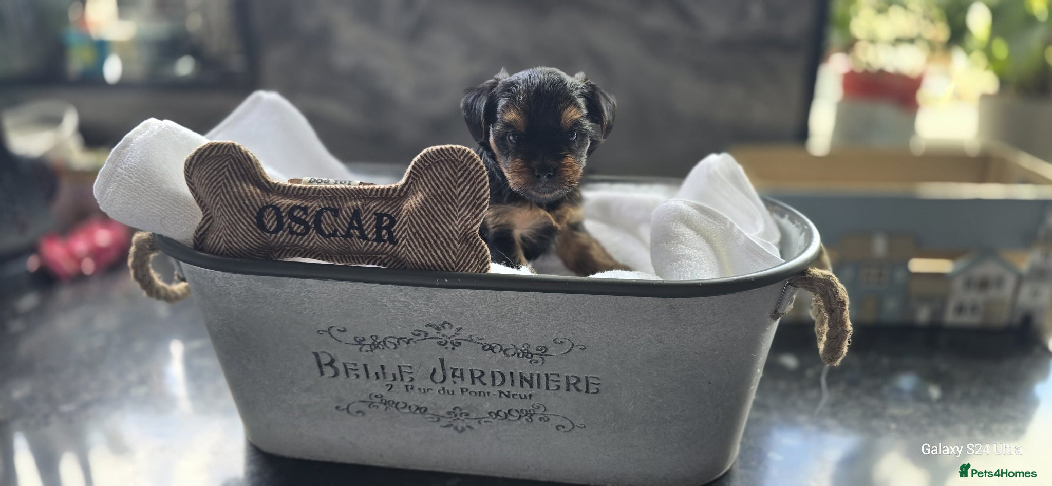 Yorkshire Terrier dogs Beautiful Yorkshire terrier puppies  - Advert 2