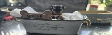 Yorkshire Terrier Puppy 3