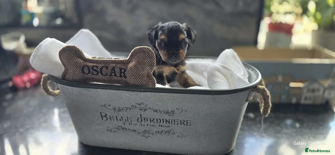 Yorkshire Terrier dogs for sale: Beautiful Yorkshire terrier puppies  in Manchester - Advert 2
