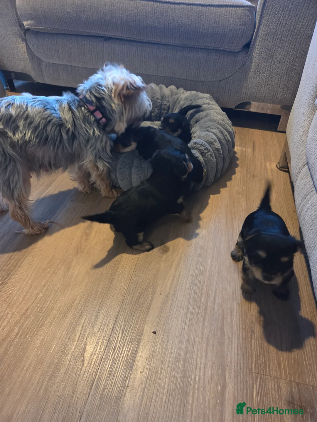 Yorkshire Terrier dogs for sale: Beautiful miniature Yorkshire terrier puppies - Advert 6