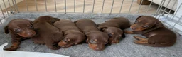 Miniature Dachshund dogs for sale: Beautiful Chocolate and Tan miniature dachshunds - Advert 6