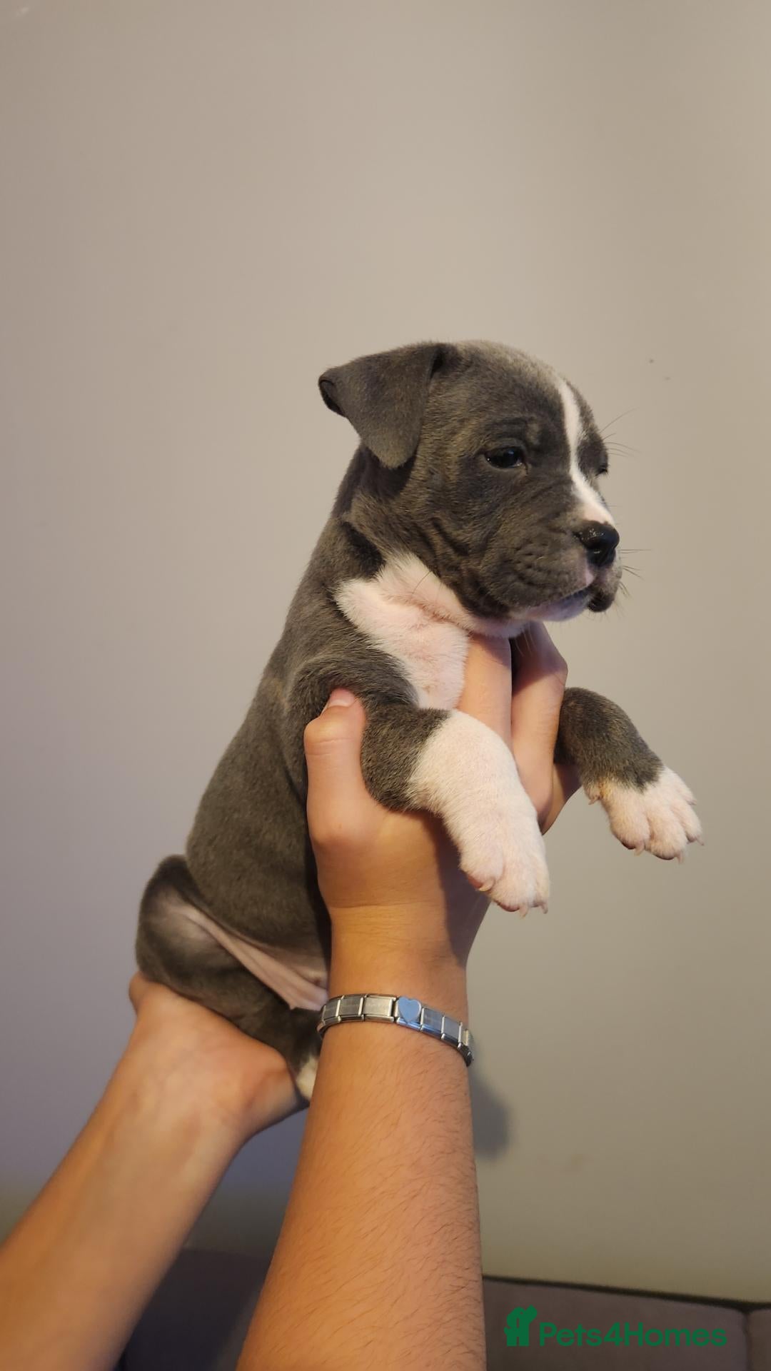 Mixed Breed dogs Chunky American Bulldog x English Bulldog x Staffy - Advert 7