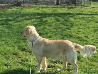 Golden Retriever dogs Beautiful golden retriever puppies for sale - Advert 2