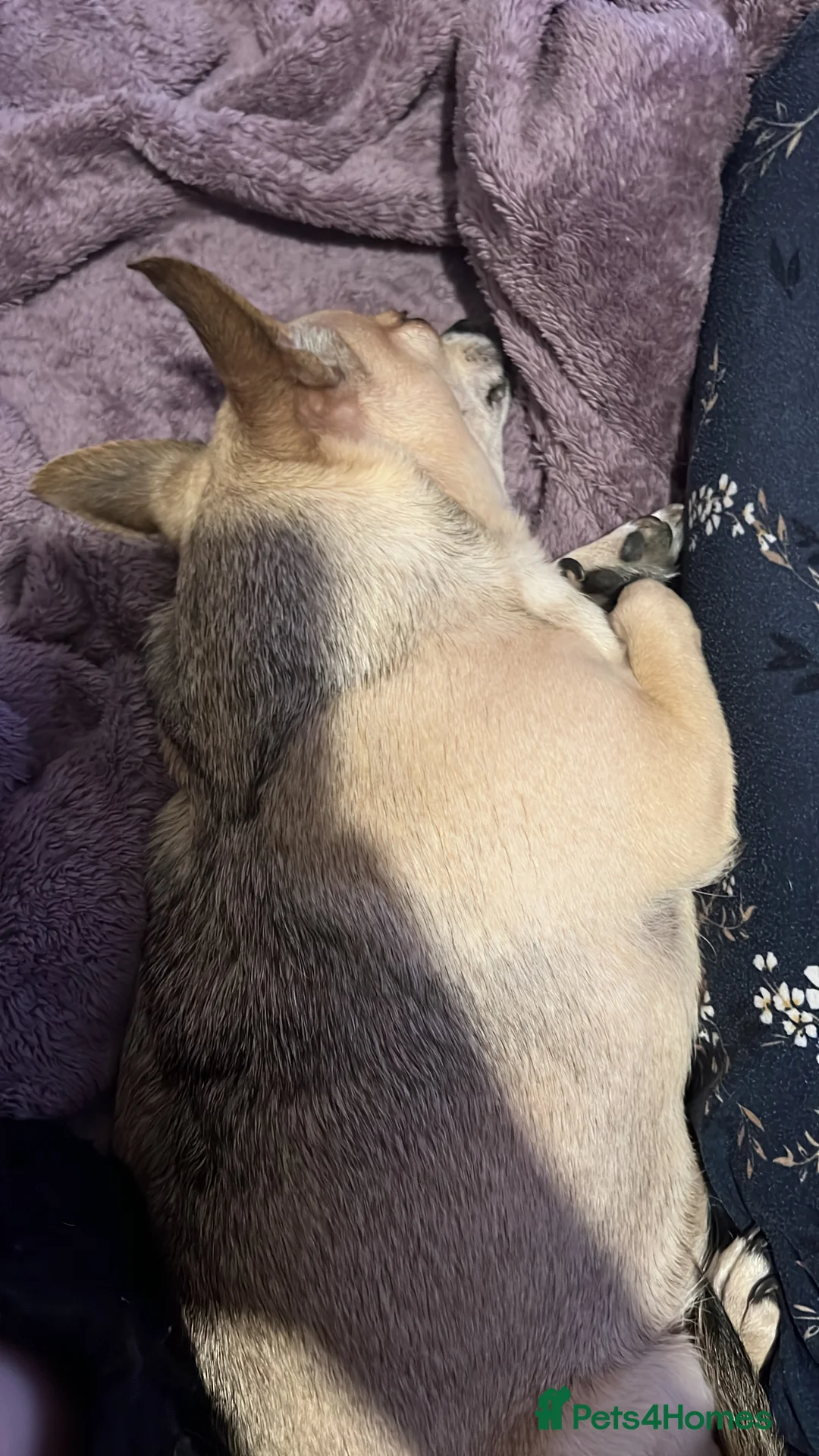 Chihuahua dogs for sale: Two chihuahua girls (REHOME) - Advert 2