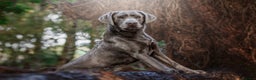 Labrador Retriever dogs for stud: Perfect Well Proven Health Tested Silver Stud in Appleby-in-Westmorland - Advert 6