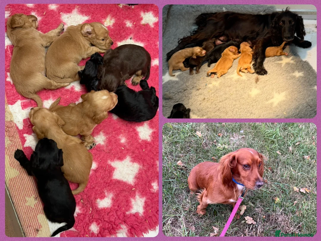 Cocker Spaniel dogs for sale: KC Registered Cocker Spaniels - Advert 14