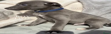 Whippet 2