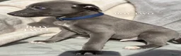 Whippet dogs for sale: Whippet puppies  - Advert 4