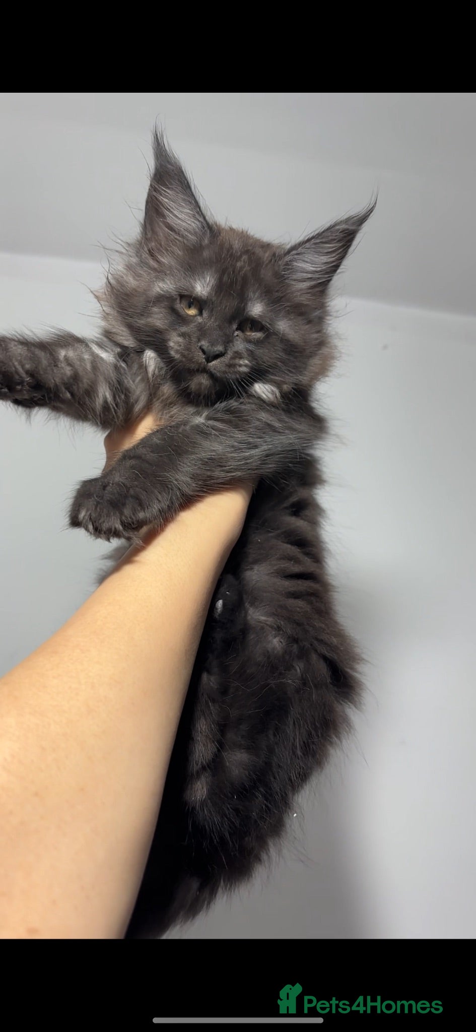 Maine Coon cats XXL RUSSIAN MAINE COON KITTENS - Advert 1