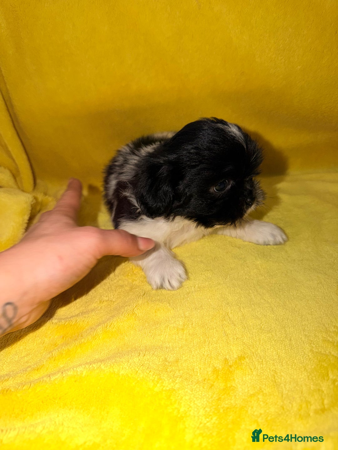 Shih Tzu dogs for sale: ✨ puppies Shih Tzu ✨  - Image 5