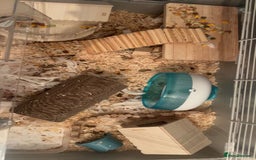 Hamster rodents for sale: Robo Hamster - Image 2