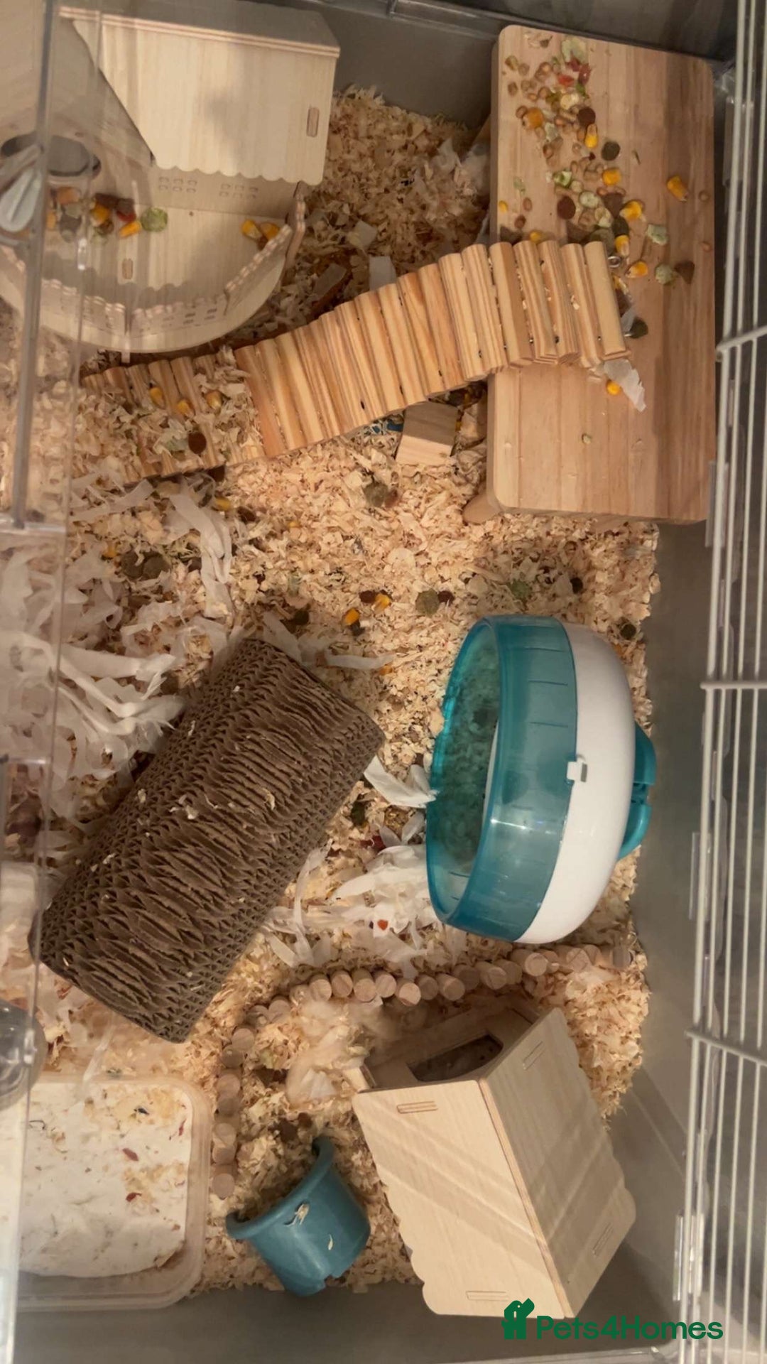 Hamster rodents for sale: Robo Hamster - Image 2