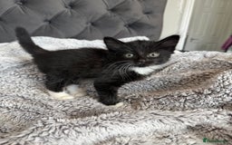 Russian Blue cats for sale: Russian blue x British shorthair  - Image 2