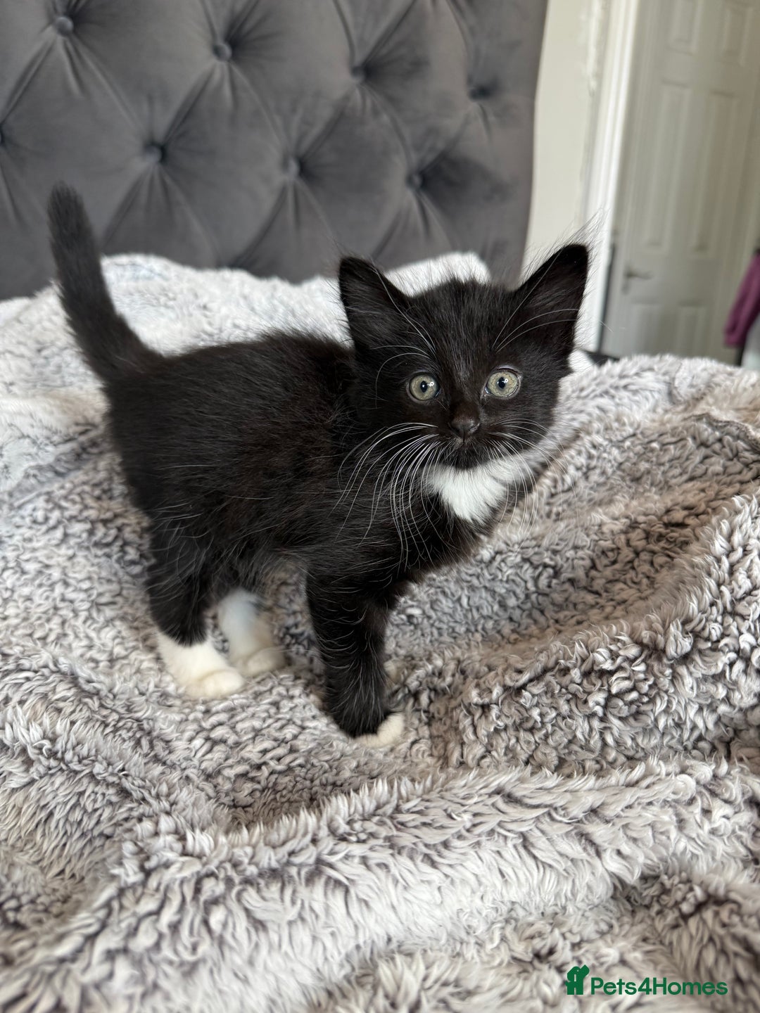 Russian Blue cats for sale: Russian blue x British shorthair  - Image 2
