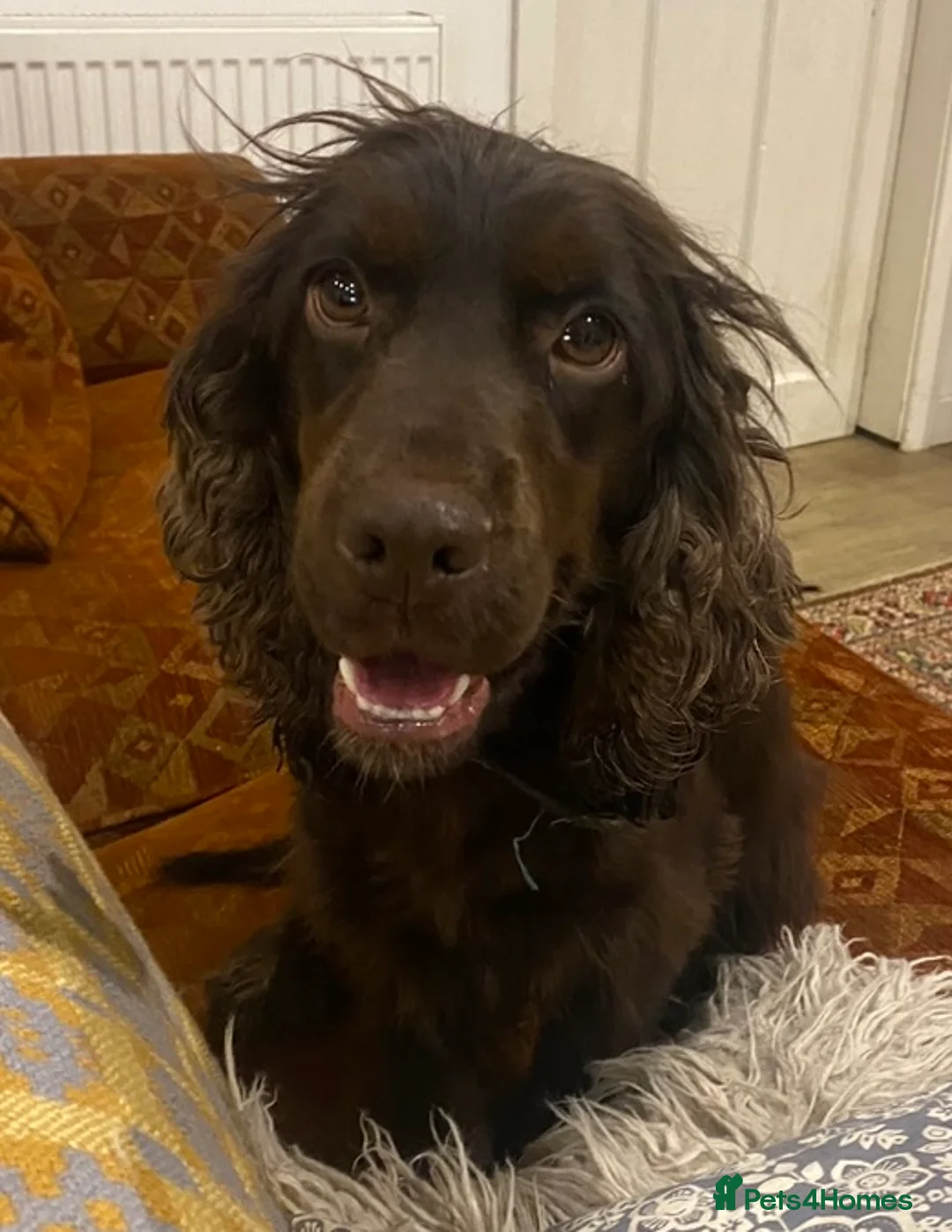 Cocker Spaniel dogs for sale: Holly - Chocolate Cocker - Advert 2