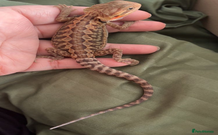 Bearded Dragon reptiles - Advert 1