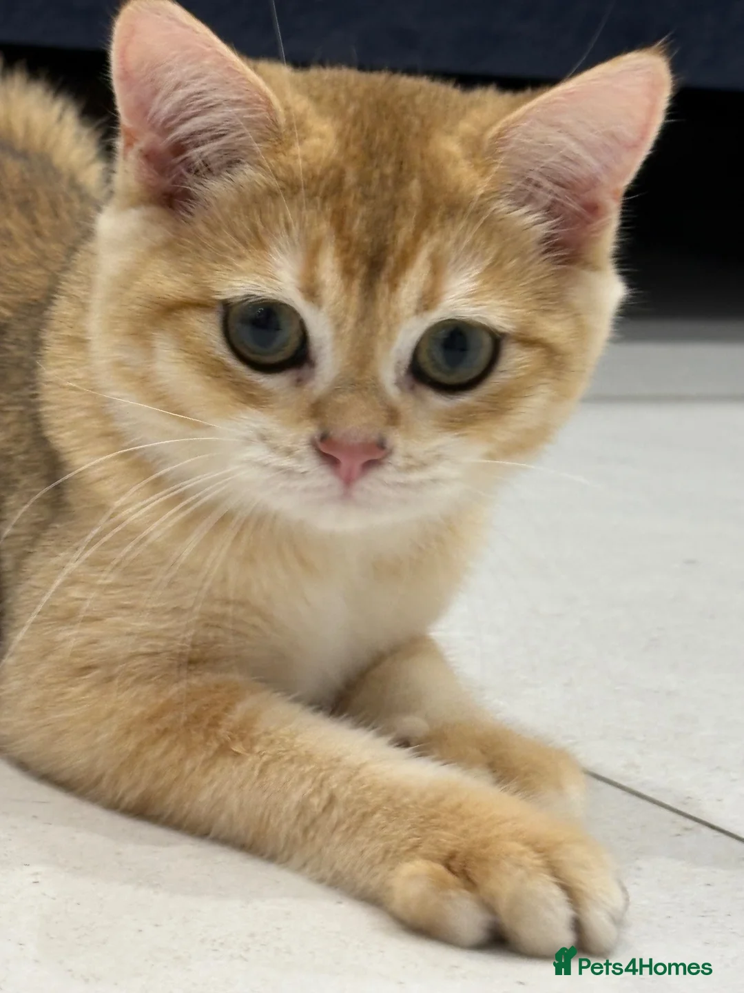 British Shorthair cats for sale: Golden bsh for sale ready to leave now!  in Richmond - Advert 4