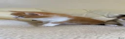 Maine Coon cats for sale: Maine coon X Rag Doll  2 Baby Girls Ready Now - Advert 7
