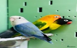 Lovebirds birds for sale: Beautiful Pair of Love Birds - Image 3