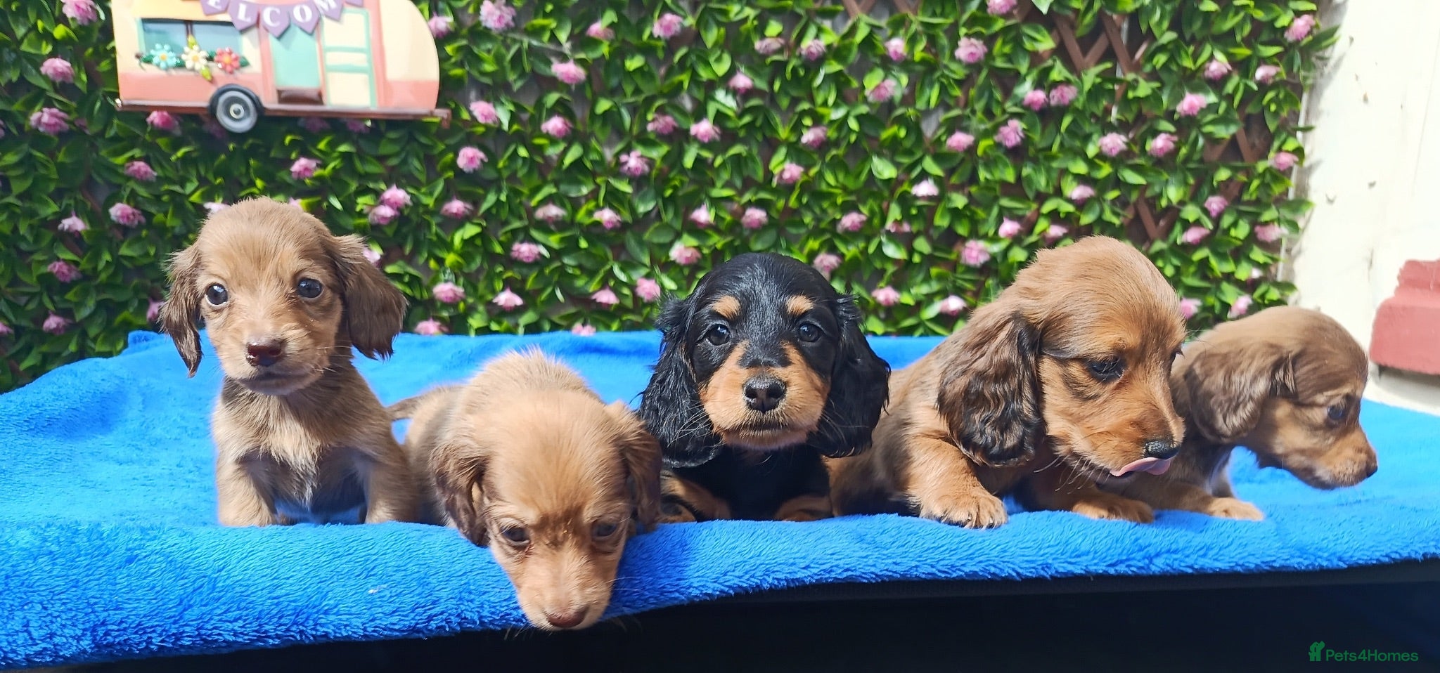 Miniature Dachshund dogs STUNNING MINI LONG HAIR KC REG PRA CLEAR - Advert 1