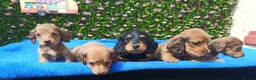 Miniature Dachshund dogs for sale: STUNNING MINI LONG HAIR KC REG PRA CLEAR - Advert 1