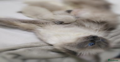 Ragdoll cats 💕Ragdoll kittens Tica registered  - Advert 2