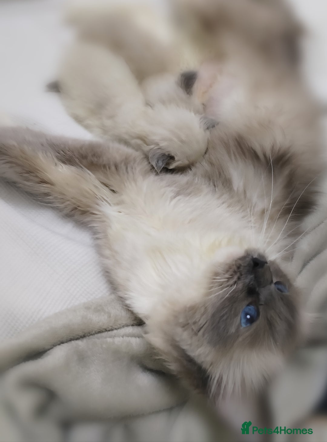 Ragdoll cats for sale: 💕Female Ragdoll kitten TICA registered  - Advert 3