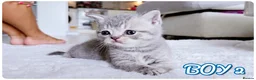 British Shorthair cats for sale: Beautiful British Shorthair Kittens – Home Raised - Advert 1
