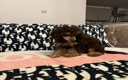 Miniature Poodle dogs for sale: Stunning miniature poodle - Image 6