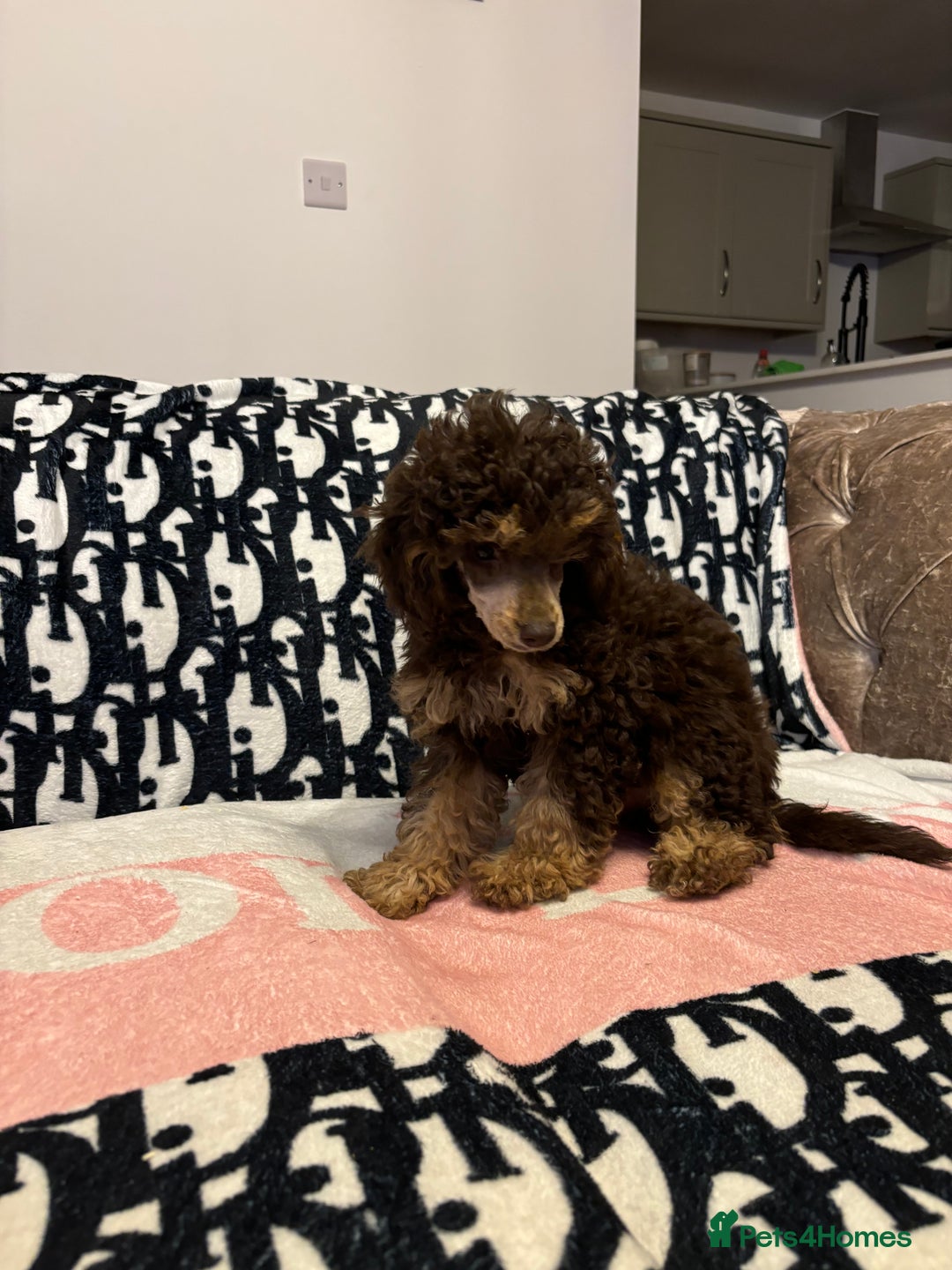 Miniature Poodle dogs for sale: Stunning miniature poodle - Image 6