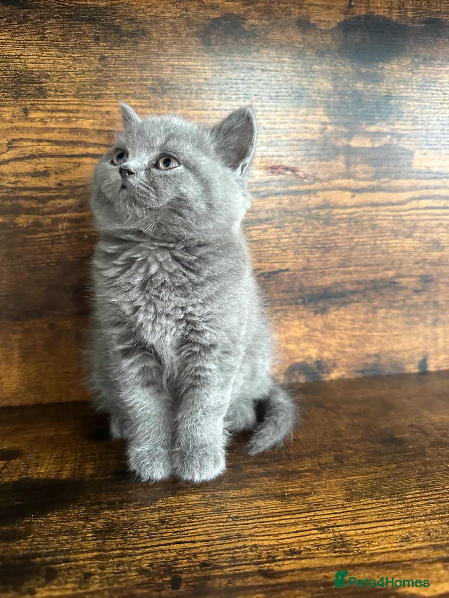 British Shorthair cats British Shorthair and Long Hair GCCF Registered  - Advert 12