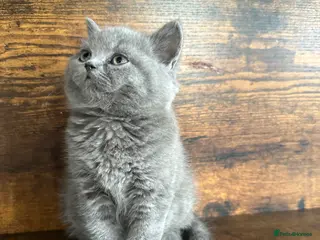 British Shorthair cats British Shorthair and Long Hair GCCF Registered - Advert 8