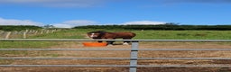 Welsh Section D horses for sale: Flashy Sec D x Dartmoor mare - Advert 8