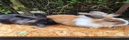 Lionhead rabbits for sale: 2 young lionheads does for sale £40 each  in Manchester - Advert 4