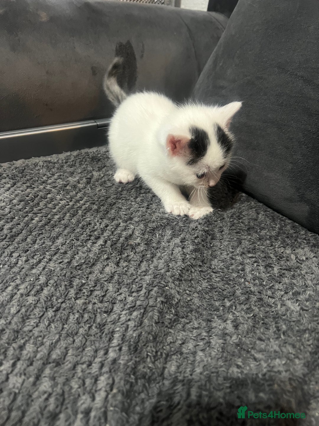 Mixed Breed cats for sale: Beautiful kittens  - Advert 5