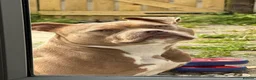American Bully dogs for sale: 11 month old puppy - Advert 5