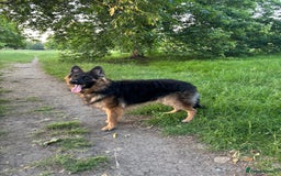 German Shepherd dogs for sale: Rehoming 1 Year Old German Shepherd Male - Image 14