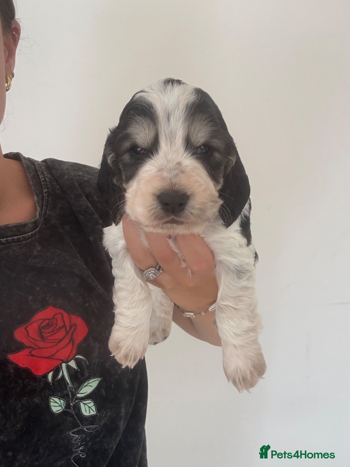 Cocker Spaniel dogs Stunning cocker spaniel puppies  - Advert 2
