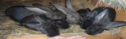 Continental Giant rabbits for sale: Continental giant baby rabbits - Advert 7